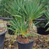 Yucca gloriosa pot de 90 litres. -20°