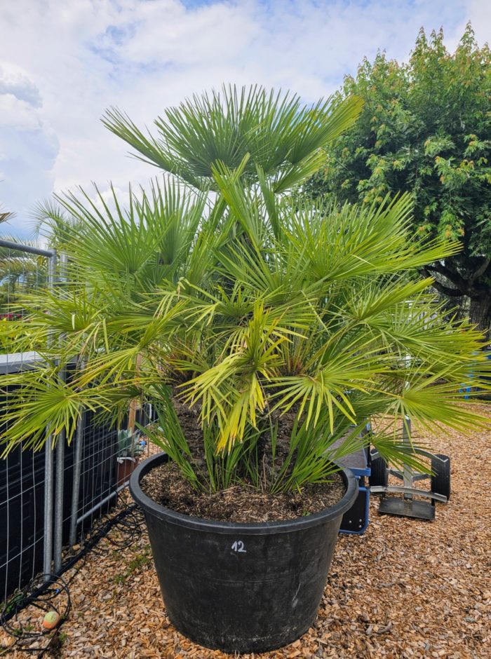 Chamaerops humilis groupe 500l. Numéro 12.
