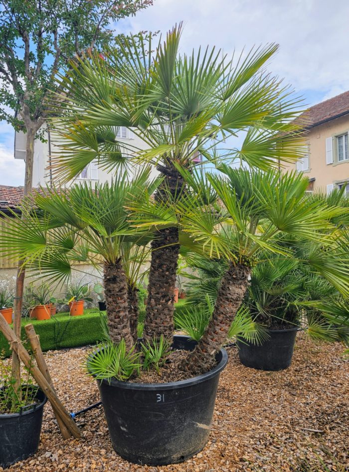 Chamaerops humilis groupe 500l. Numéro 31. -12°C