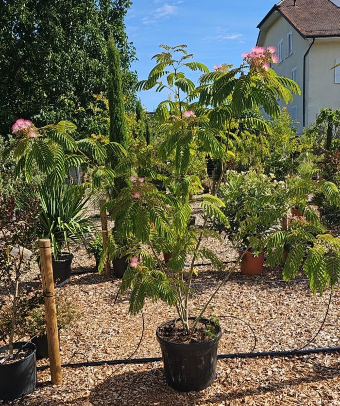 Albizia julibrissin. Arbre à soie. 150/175 cm. – 12°C à -15°C.
