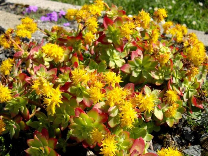 Sedum palmeri 1 litre