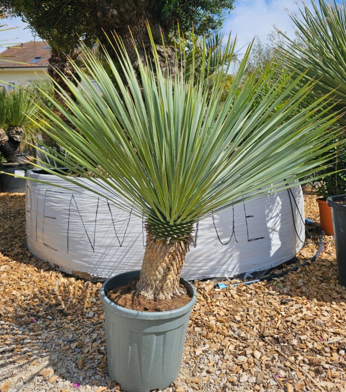 Yucca rostrata. Stipe de 25/30 cm. Prix promo! -18°C.