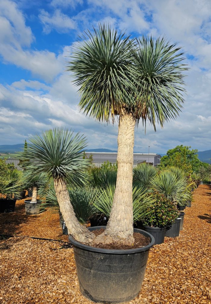 Yucca rostrata d'exception. Pièce unique et exceptionnelle. Plante de 3 mètres + Hauteur du pot.