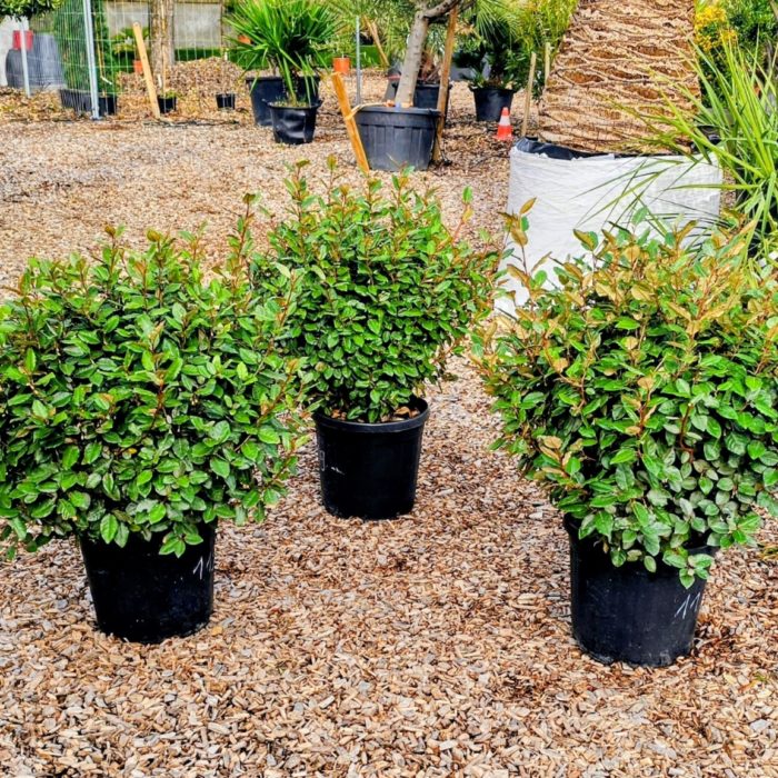 Lot de 3 plantes - 42 %. Elaeagnus ebbingei compacta boule
