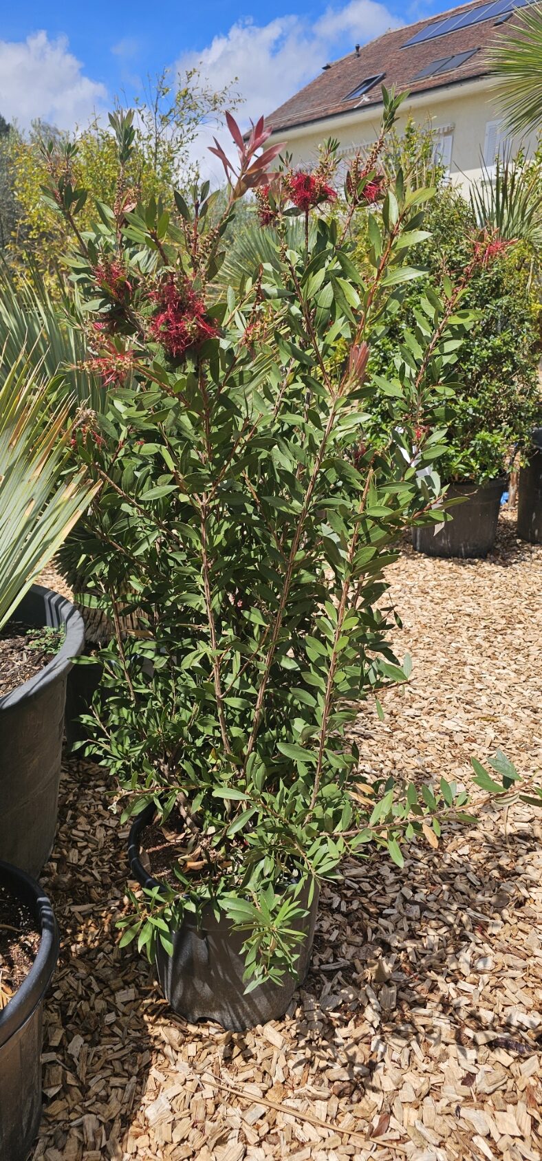 Callistemon
