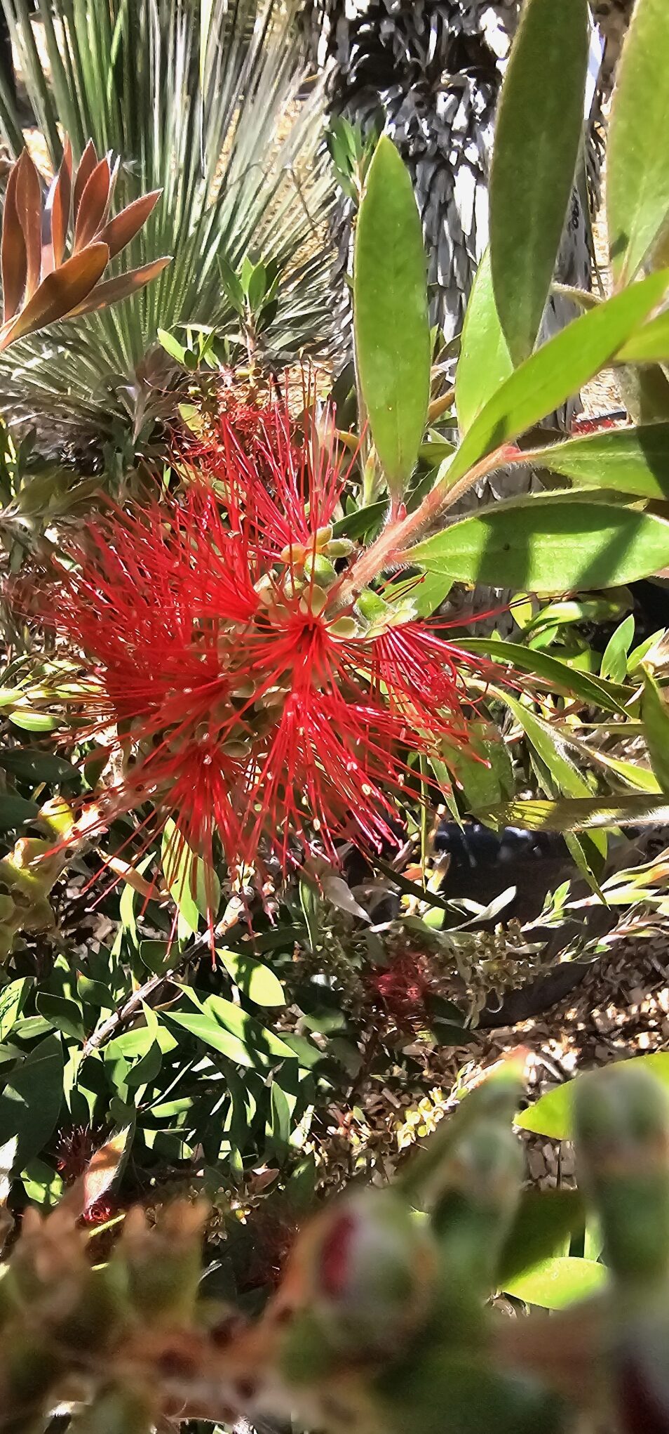 Callistemon1