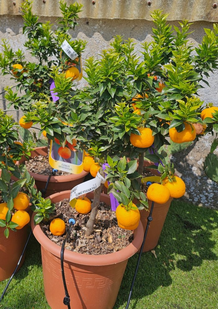 Citrus myrtifolia Chinotto