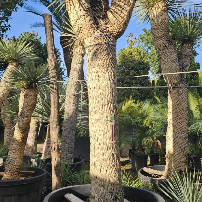 Yucca rostrata spécimen numéro 1 . Dès mars 2026