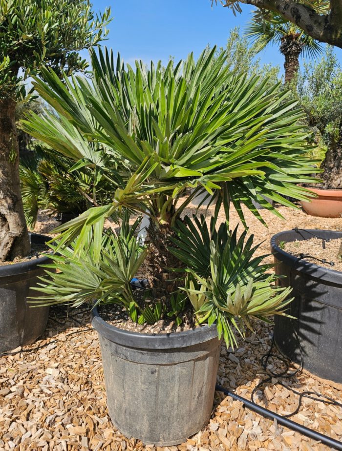 Chamaerops humilis Vulcano 35. -12°C à -15°C