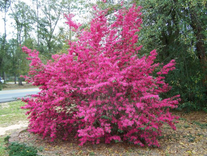 Loropetalum chinense Fede