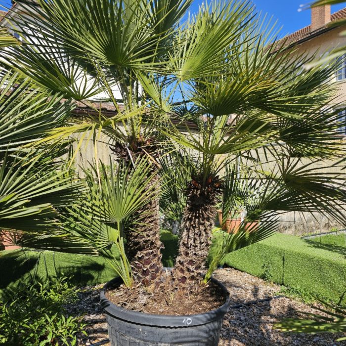 Chamaerops humilis. Numéro 10. -12°C