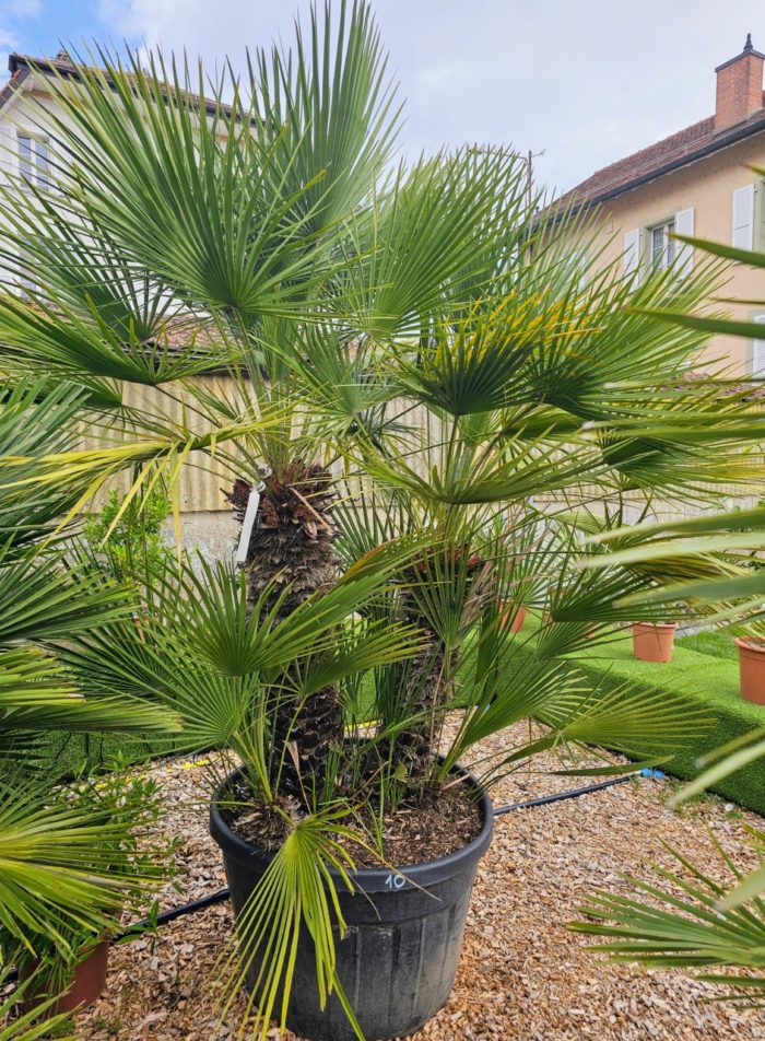 Chamaerops humilis. Numéro 10. -12°C