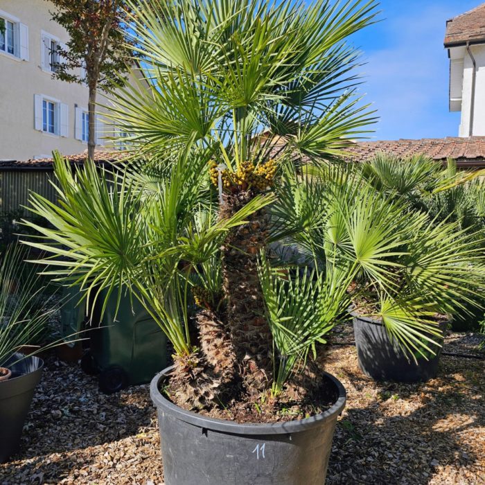 Chamaerops humilis. Numéro 11. -12°C