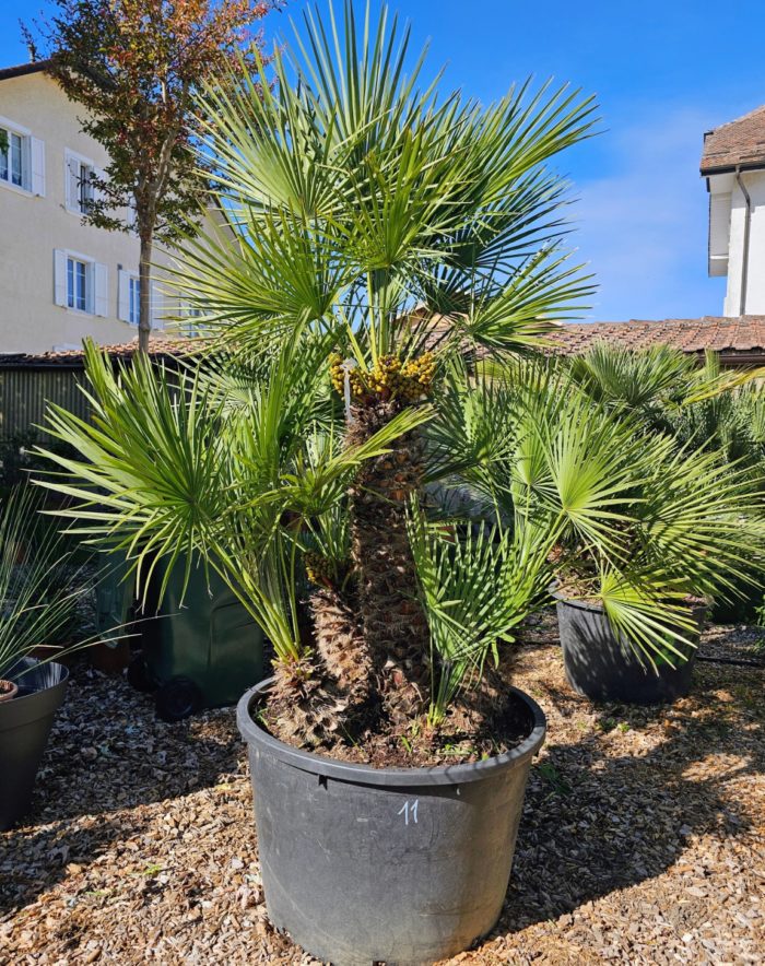 Chamaerops humilis. Numéro 11. -12°C