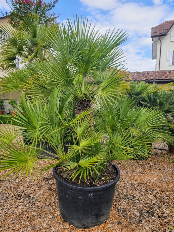 Chamaerops humilis. Numéro 11. -12°C