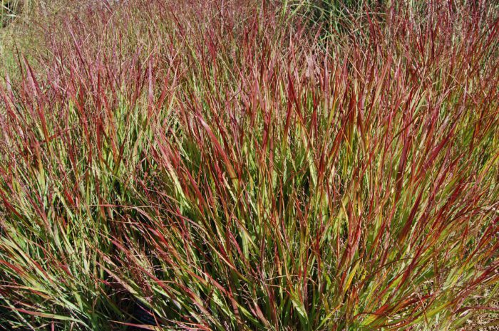 Panicum virgatum Shenandoah. 1 litre