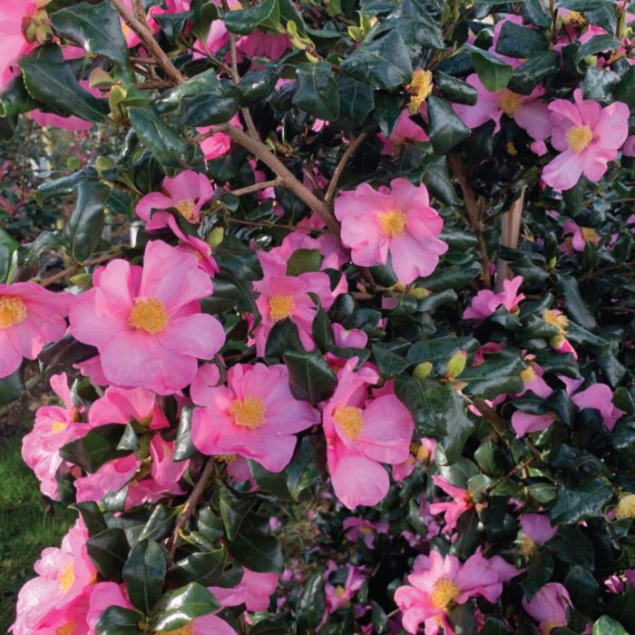 Camellia sasanqua Cleopatra 90/100 cm