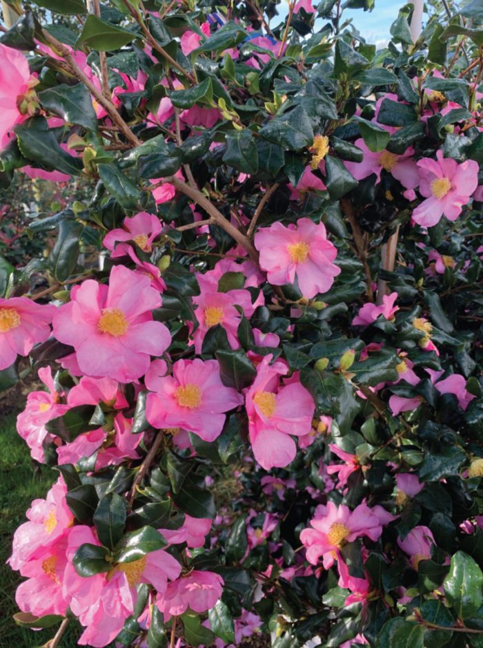 Camellia sasanqua Cleopatra 90/100 cm