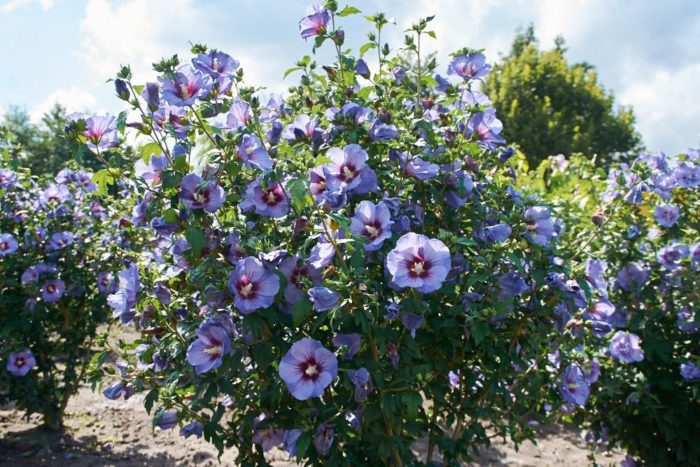 Hibiscus syriacus Ultramarine 130 /140 cm