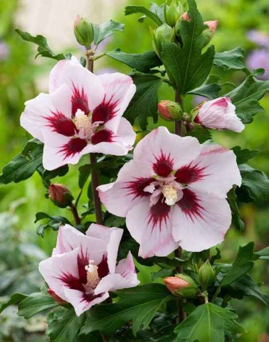 Hibiscus syriacus Hamabo 130 /140 cm