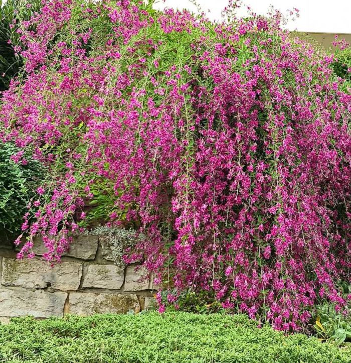 Lespedeza thunbergii  150/160 cm – Image 2