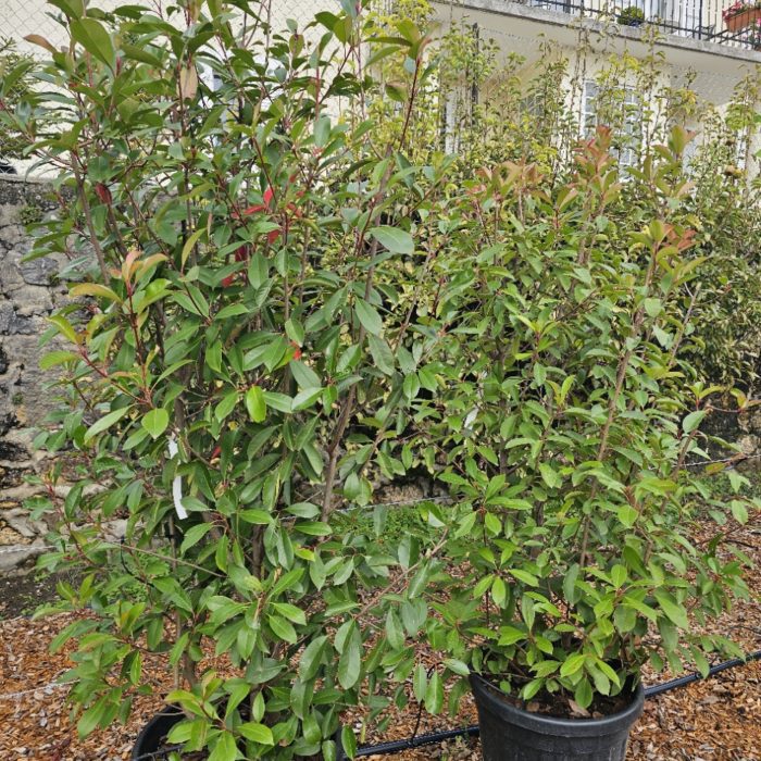 Photinia Red Robin 160/180 cm