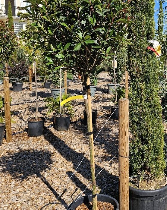 Photinia fraseri carré rouge demi-tige. 150/160 cm