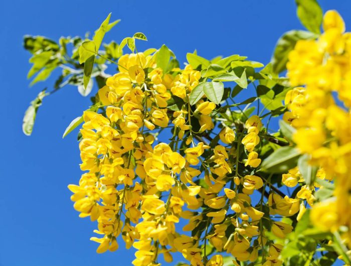 Koelreuteria paniculata 200/230 cm