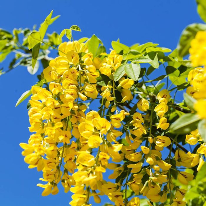 Koelreuteria paniculata 200/230 cm