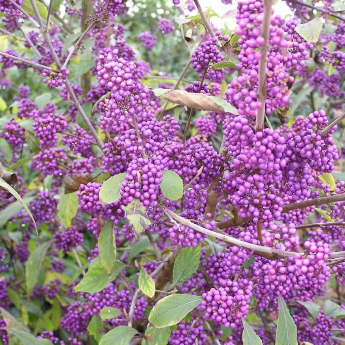 Callicarpa bodinieri Profusion 180/190 cm