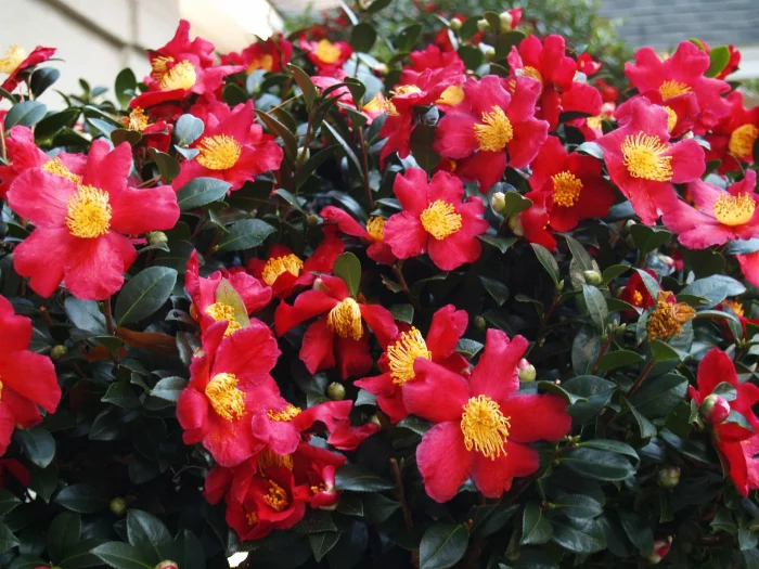Camellia sasanqua Yuletide 90/100 cm