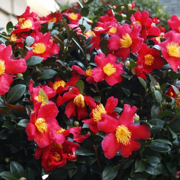 Camellia sasanqua Yuletide 90/100 cm