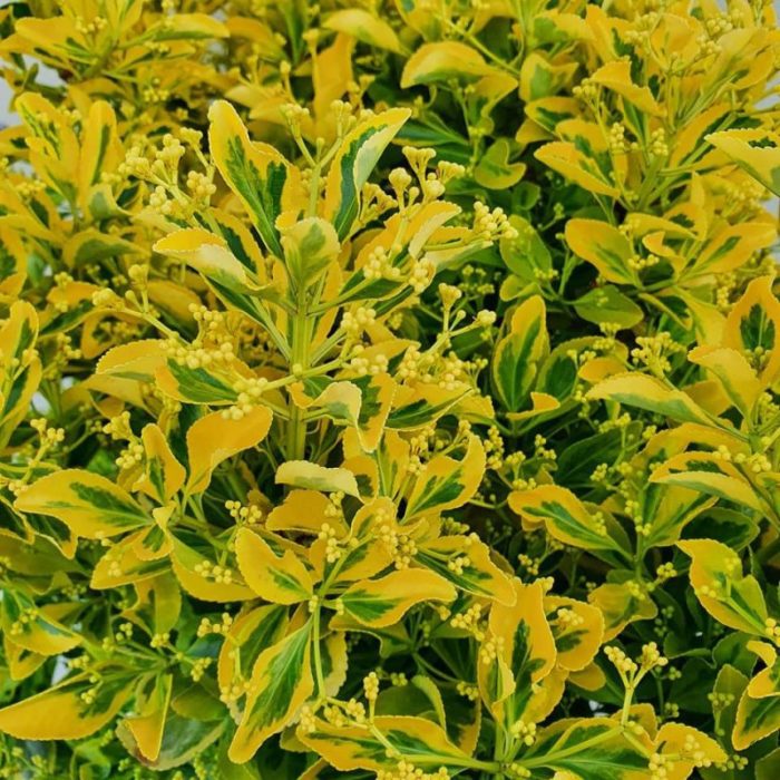 Euonymus japonicus Elegantissimus Aureus. 100/110 cm