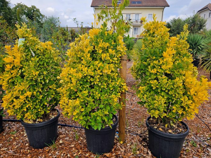Euonymus japonicus Elegantissimus Aureus. 100/110 cm – Image 2