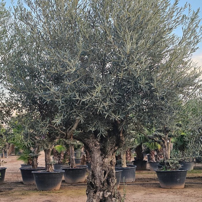 Olivier numéro 10. Dès mars 2025