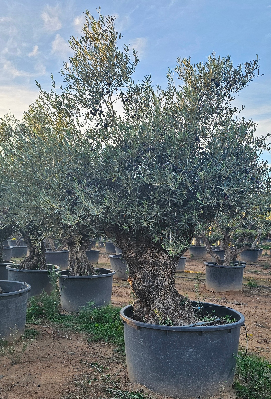 Olivier numéro 11. Dès mars 2025