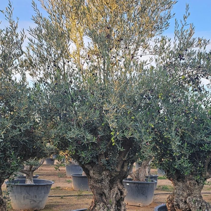 Olivier numéro 12. Dès mars 2025