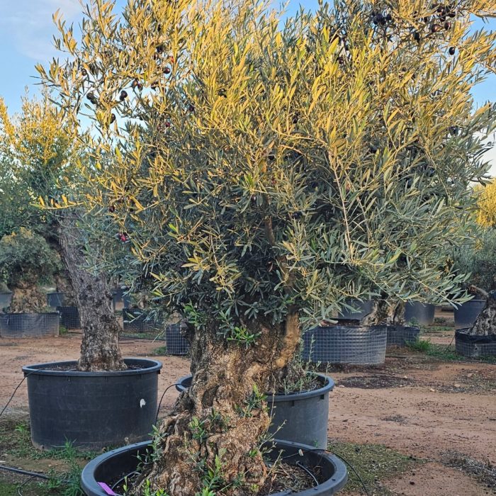 Olivier numéro 13. Dès mars 2025