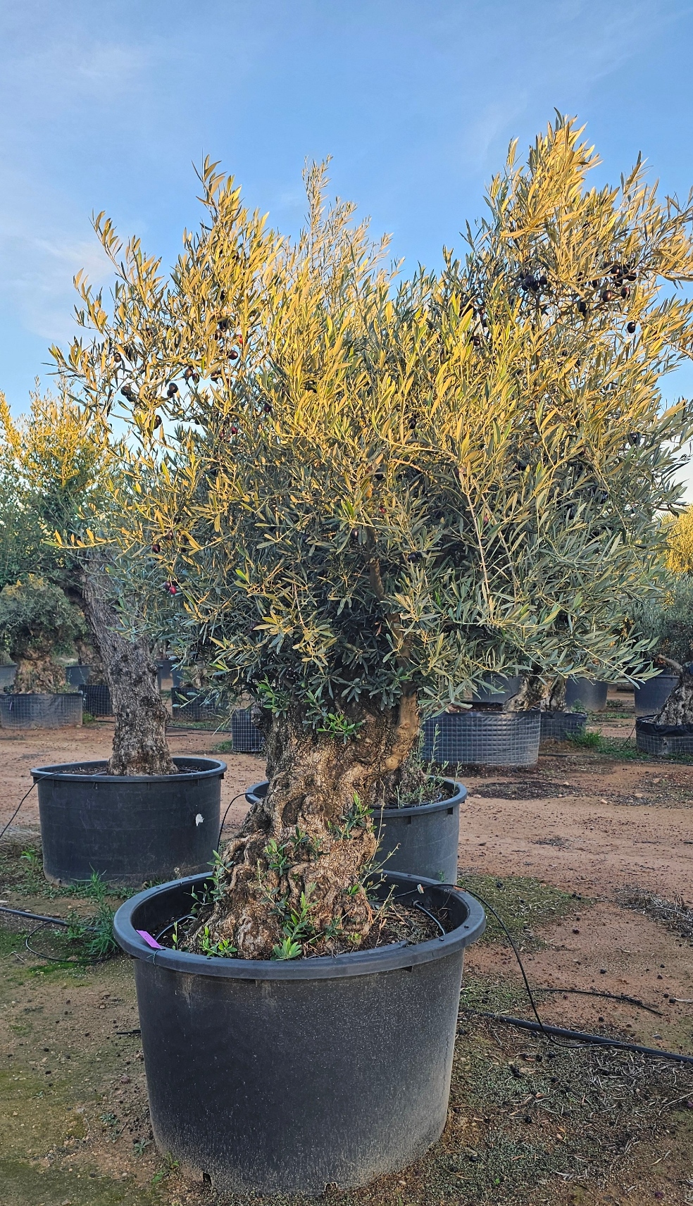 Olivier numéro 13. Dès mars 2025