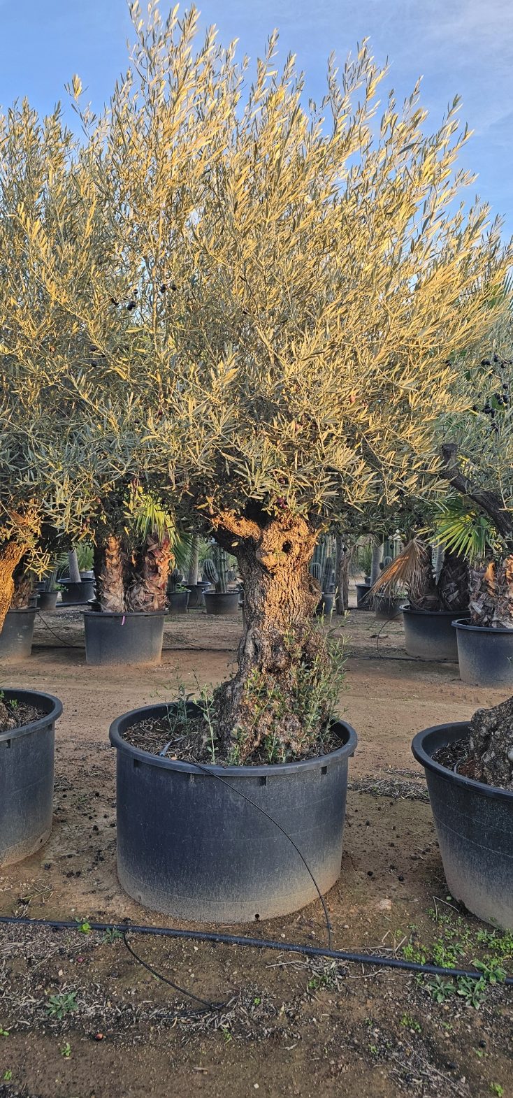 Olivier numéro 14. Dès mars 2025