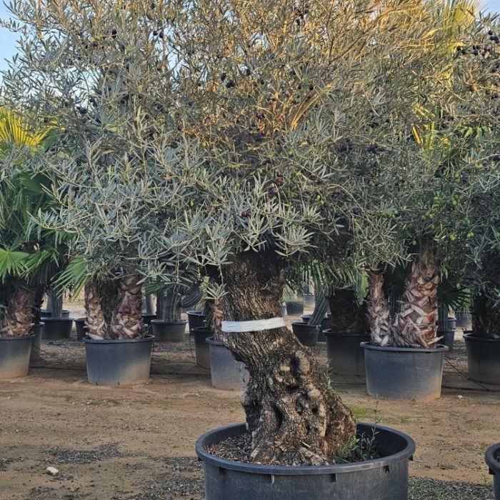 Olivier numéro 15. Dès mars 2025