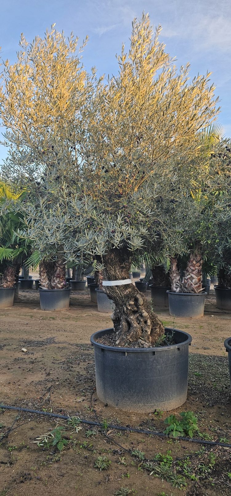 Olivier numéro 15. Dès mars 2025