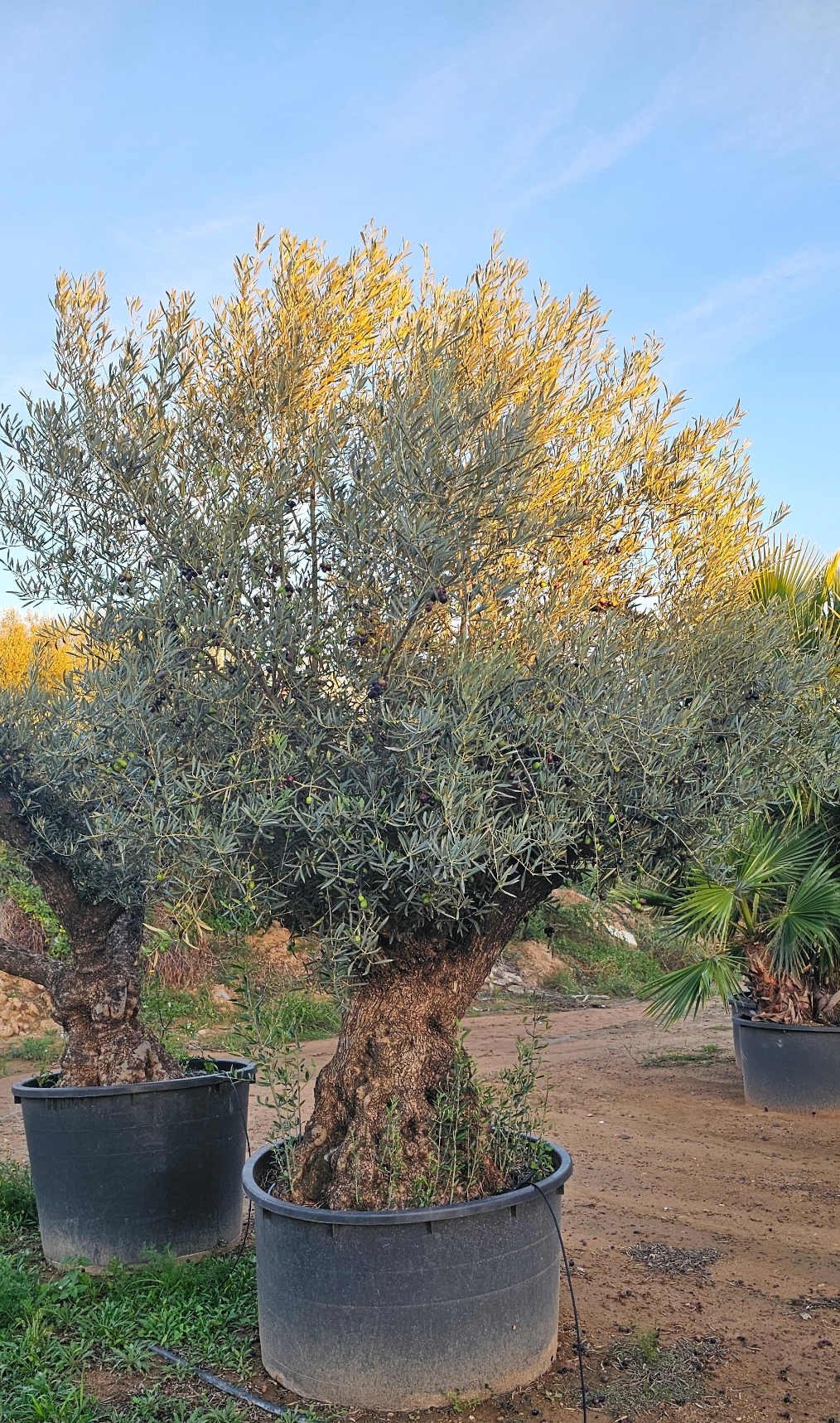 Olivier numéro 16. Dès mars 2025