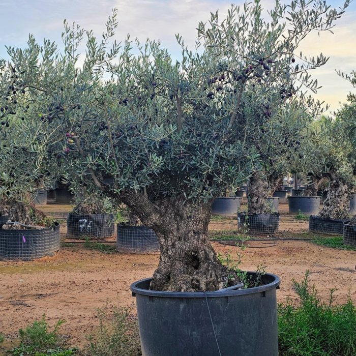 Olivier numéro 17. Dès mars 2025