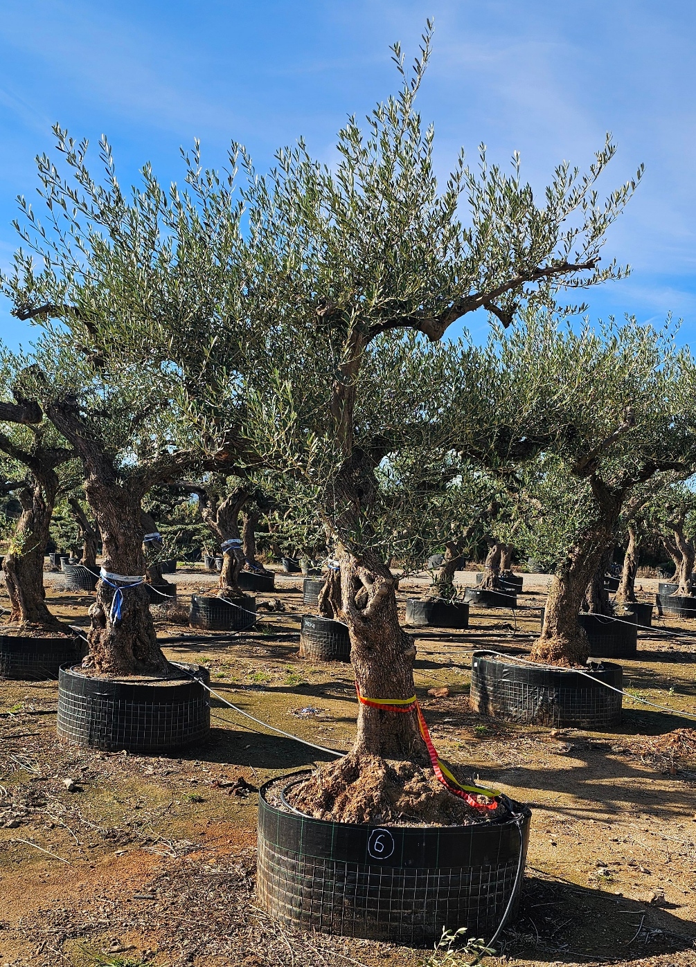 Olivier numéro 6. Dès mars 2026 – Image 2