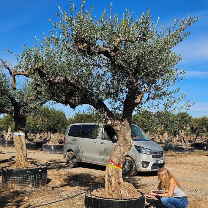 Olivier numéro 6. Dès mars 2026