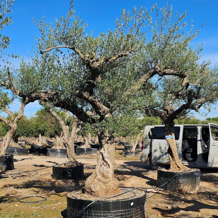 Olivier numéro 7. Dès mars 2026