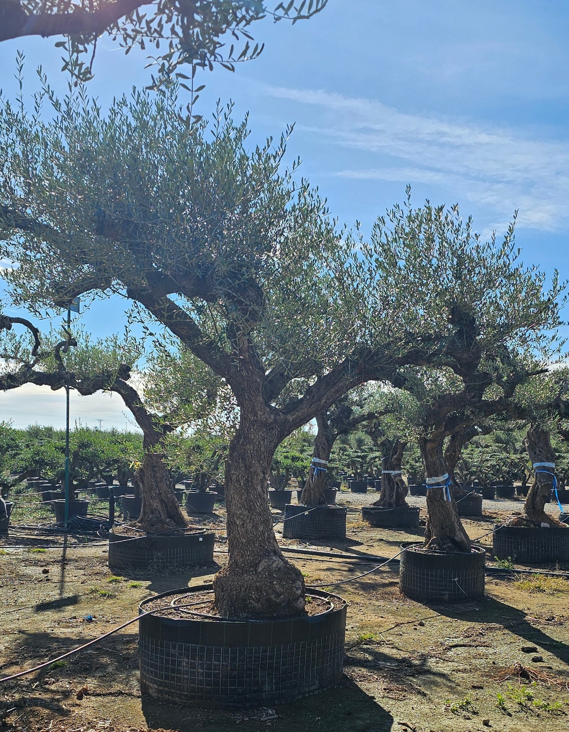 Olivier numéro 7. Dès mars 2026 – Image 2