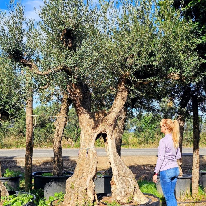 Spécimen d'exception. Dès mars 2026