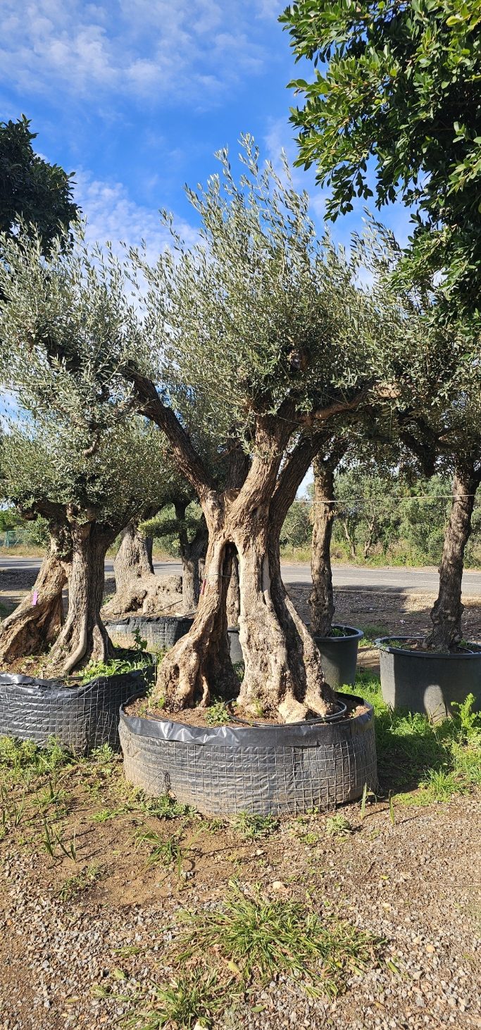 Spécimen d'exception. Dès mars 2026 – Image 2